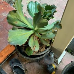 Large Succulent Onsale 