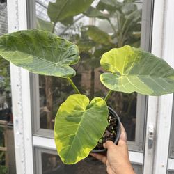 Leucocasia Gigantea Variegated Aurea ( Rare, Imported) 