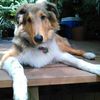 Amy