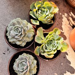 Succulents