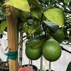 Meyer Lemon