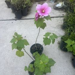 Pink And Fuchsia Hibiscus Plants For Sale