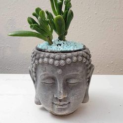 Decorative Hairy Succulent Plant For Indoor Outdoor 