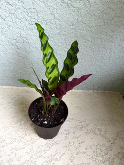 Calathea  lancifolia  plant