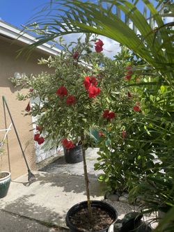 Beautiful Snow Hibiscus 15 Gallon Approx 7 Feet Tall