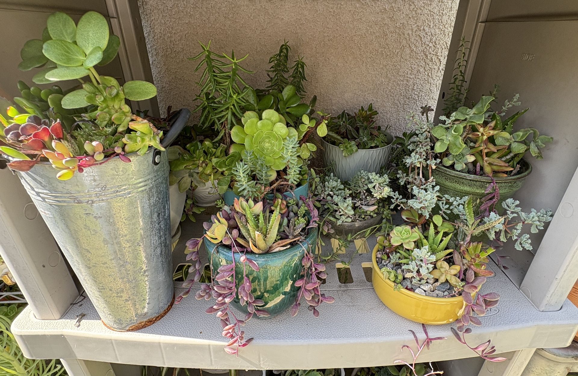 Succulent Arrangements Priced Individually