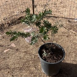 Weeping Bottlebrush Plant 
