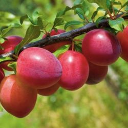 Santa Rosa Plum Trees  🌳❤️