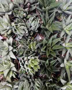 2 Haworthia Succulents 