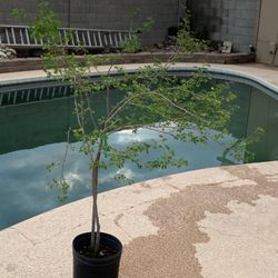 Árbol De Guamuchil O Pinsan 