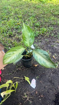 Evergreen House Plant