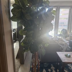 Fake 6.5 Foot Indoor Plants
