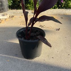 plant indoor or outdoor