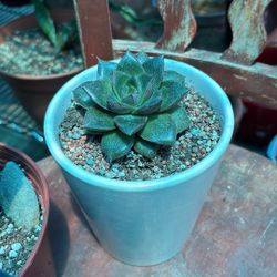 Suculenta Y Mas Varied De Plants