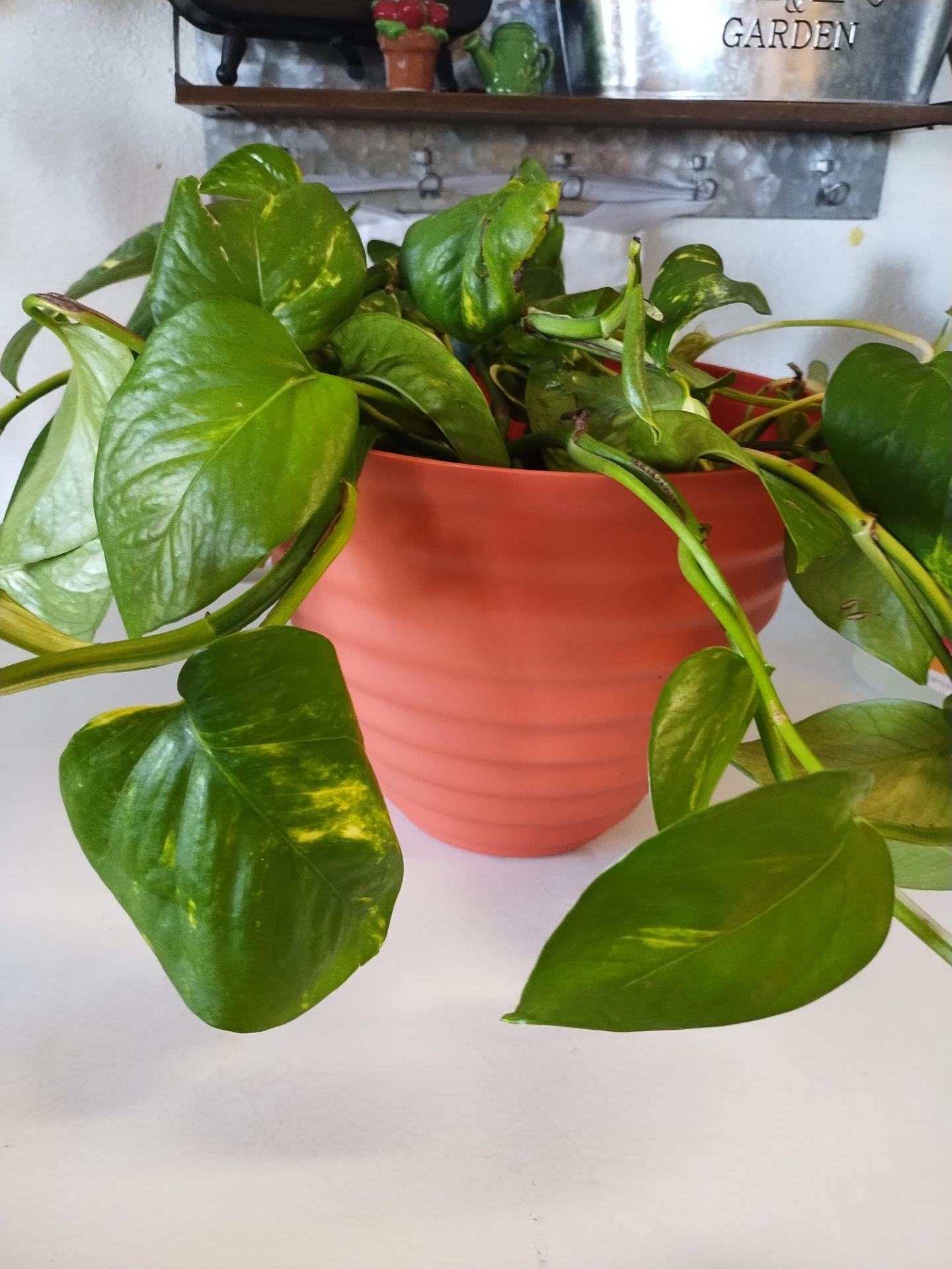 Plant $10, new soil, new pot