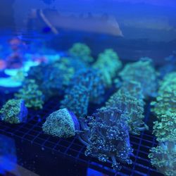 Nice Corals Now
