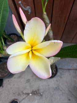 Plumeria