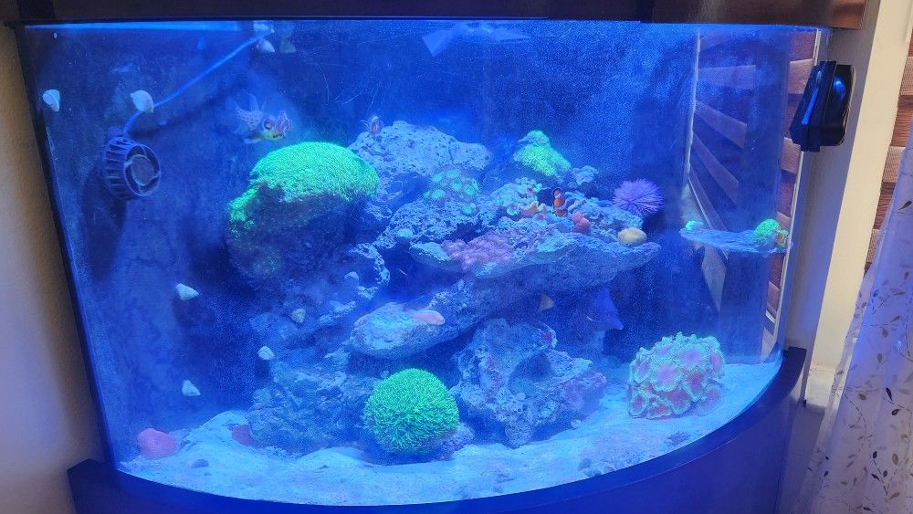 56 Gallons Complete Coner Fish Tank For Sale 32 By 32 Coner