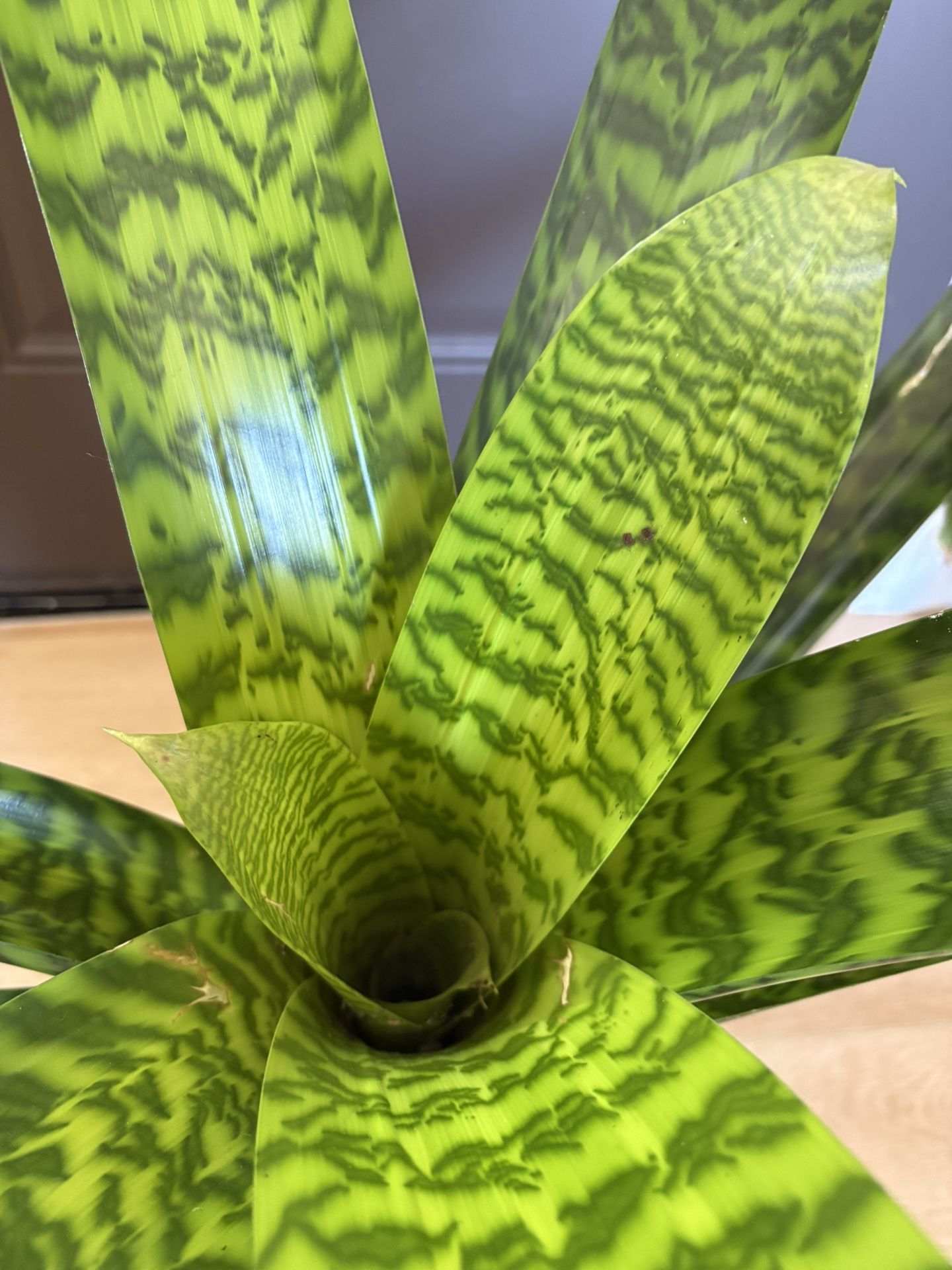 Vriesea hieroglyphica Bromeliad Plant