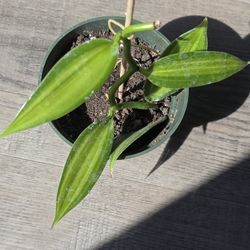 Variegated Vanilla