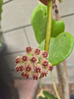 Heart Shape Hoya plant