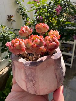 Succulents