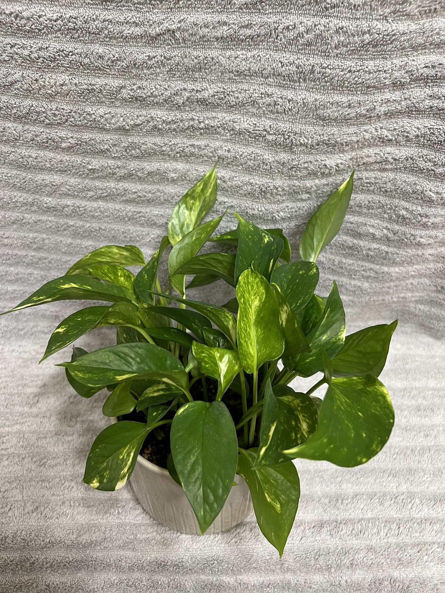Indoor Live Plant In 5” Ceramic Pot