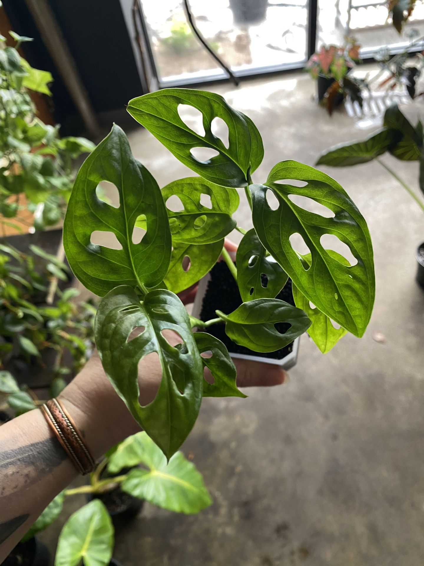 ✨ Monstera Adansonii | Swiss Cheese Plant ✨