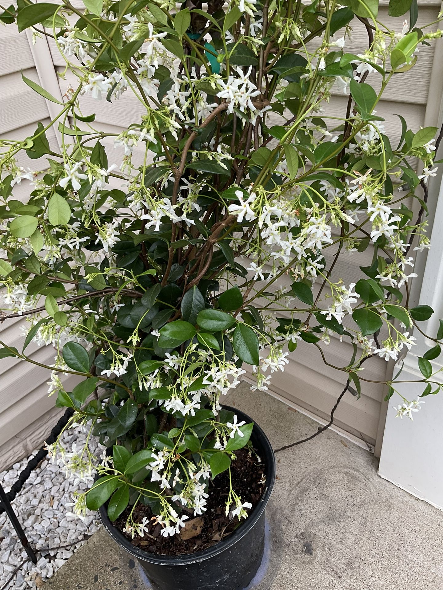 Beautiful And Healthy Star Jasmine Flowering Plant