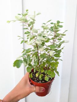 Snow Bush Plant 4" Pot - Indoor House Plants