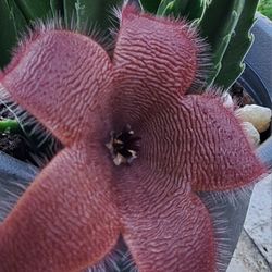 Stapelia Gigantea 