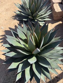 Blue Glow Agave