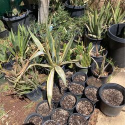 Desert Plants  Fountains 