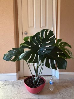 Beautiful Healthy Living House Plant - Monstera deliciosa 7 leaves