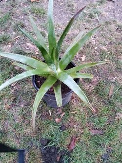 Adult Aloe Vera Plant