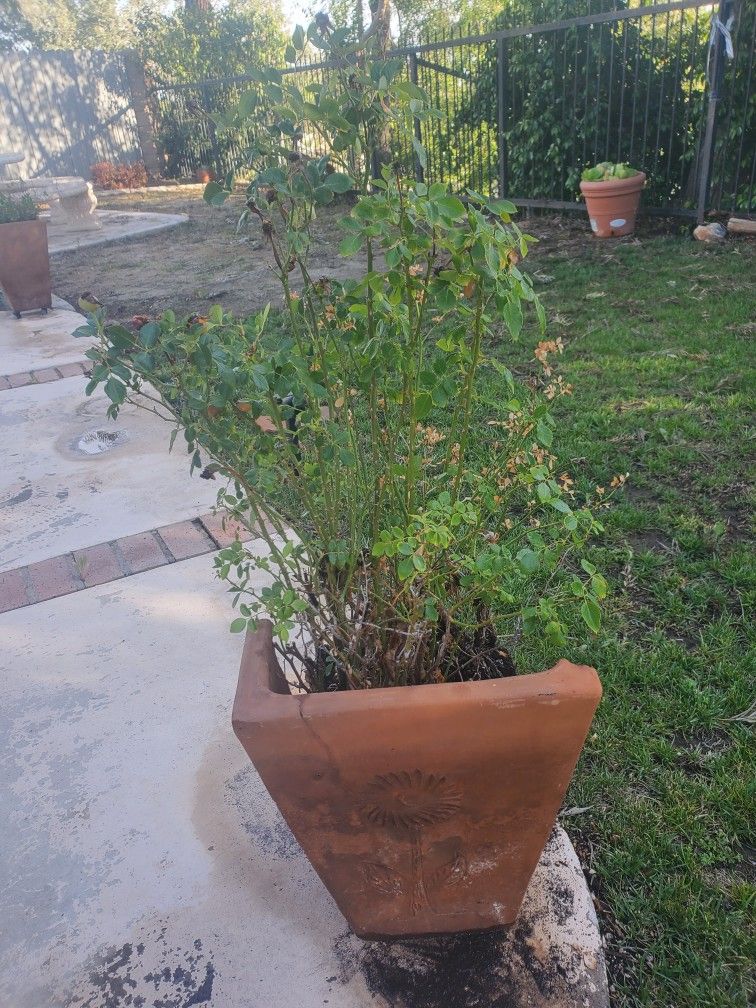 Rose Plant