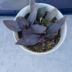 Tradescantia Pallida Live Plant In 6â Self Watering Pot
