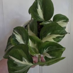 Rare Pothos Bundle 