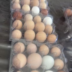 Fresh Eggs 
