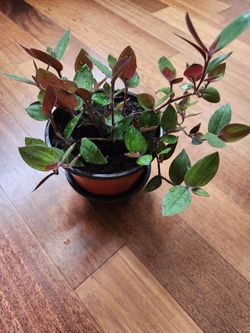 Inchplant or tradescansia Zebrina indoor plant