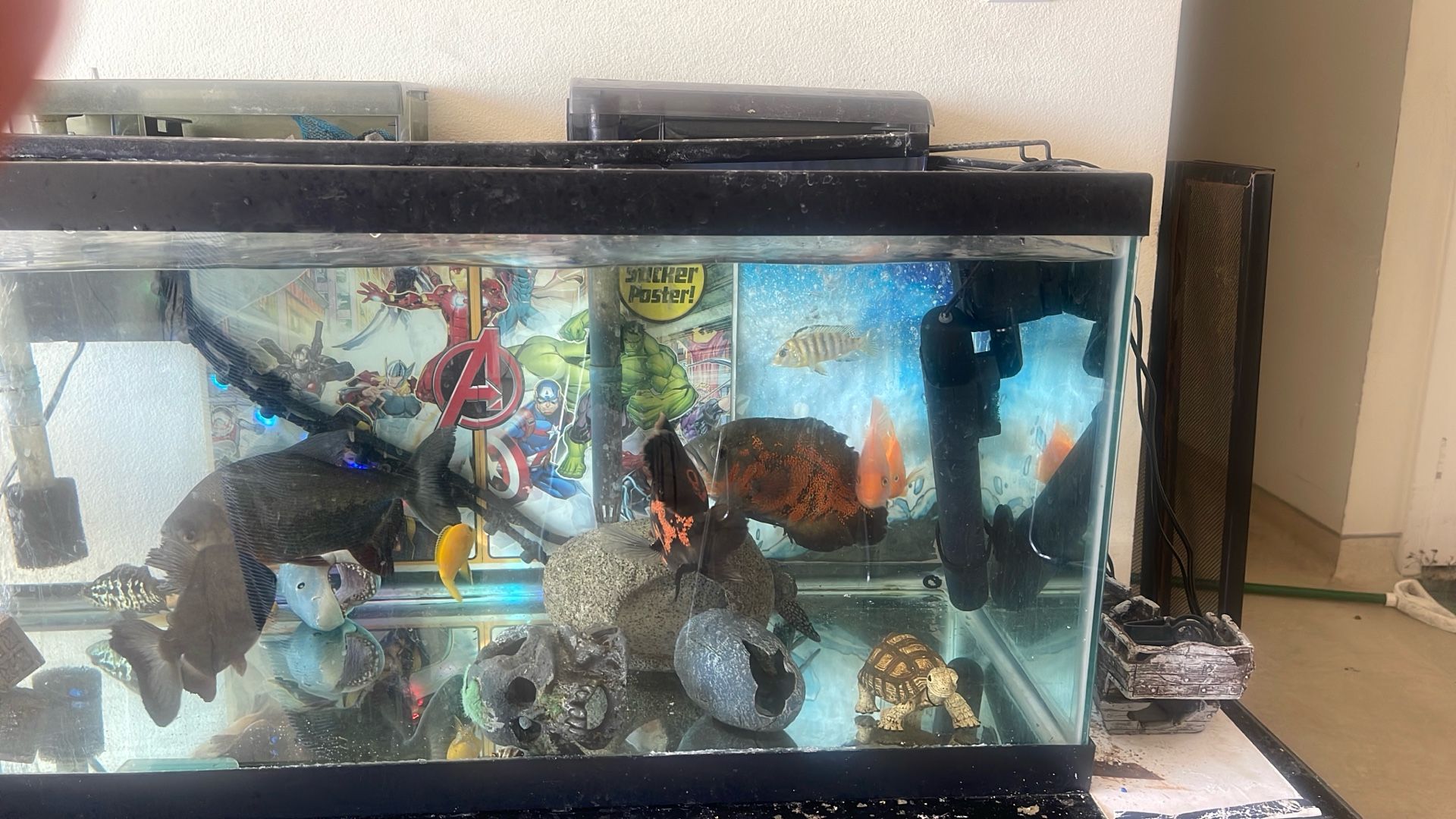 Fishes & Tank