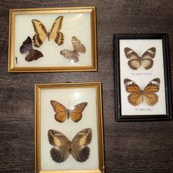 Butterflies Framed 