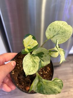 Epipremnum Manjula Pothos