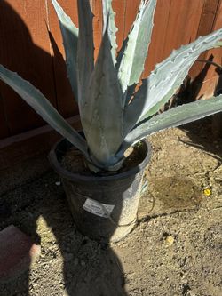 Agave Plants