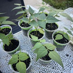RED BEAN PLANTS FOR SALE $6/ea