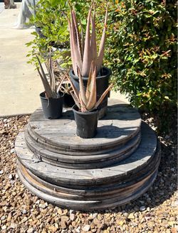 Premium Circular Wooden Pieces – Smooth, Ready to Paint, Stain & Create