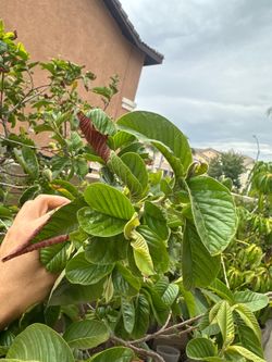 Tropical Pink Guava tree
