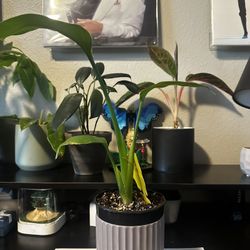 small Birds of Paradise