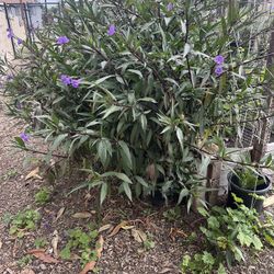 Plant For Sale