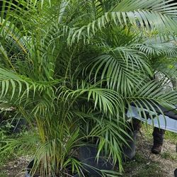 Beautiful Arecas Palms For Inmediate Privacy!!! 6 Feet Tall Measurements Over The Pot!!! Fertilized 